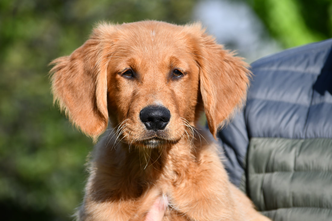 field golden retriever puppies for sale