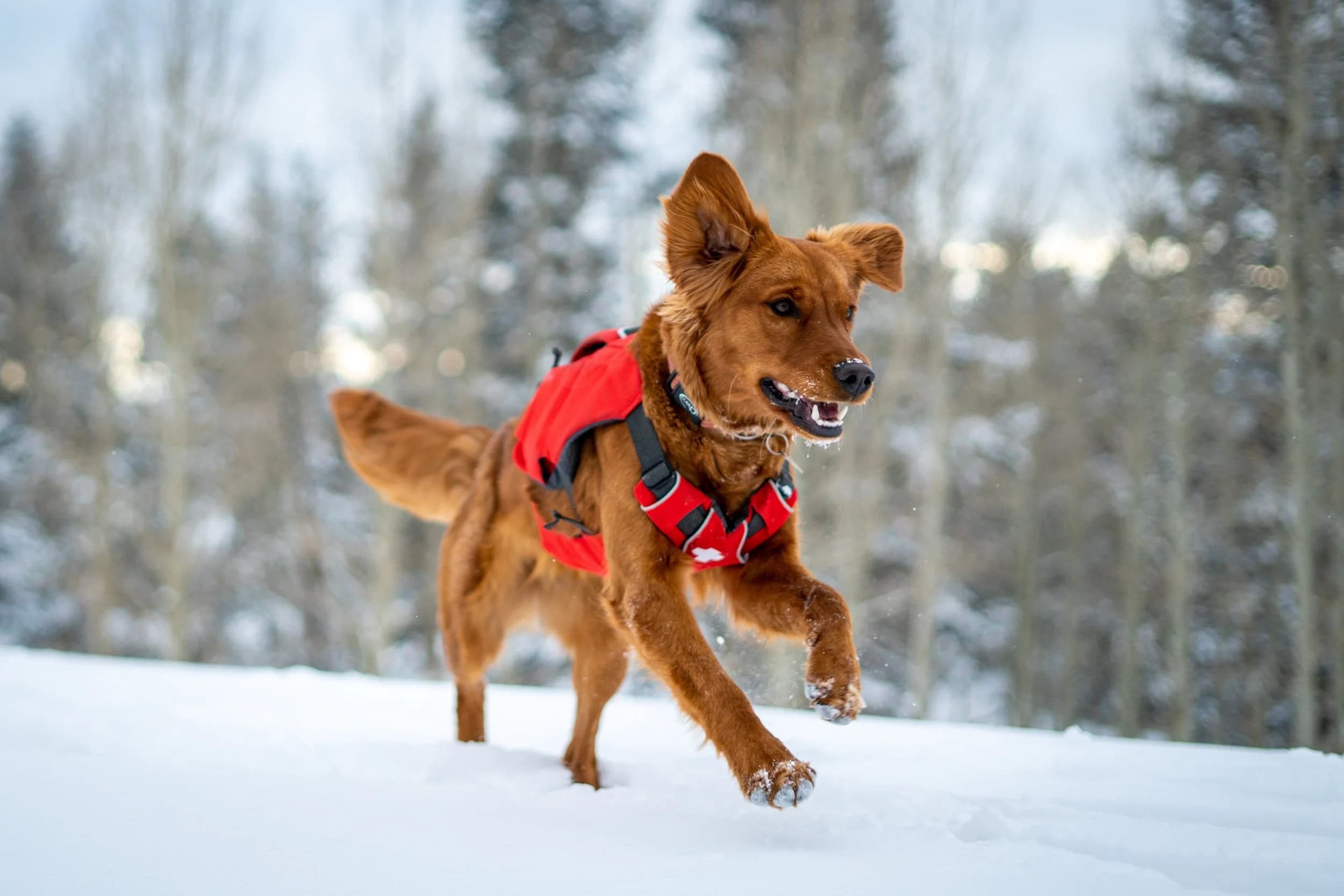 Are Field-Bred Golden Retrievers Too Hyper?