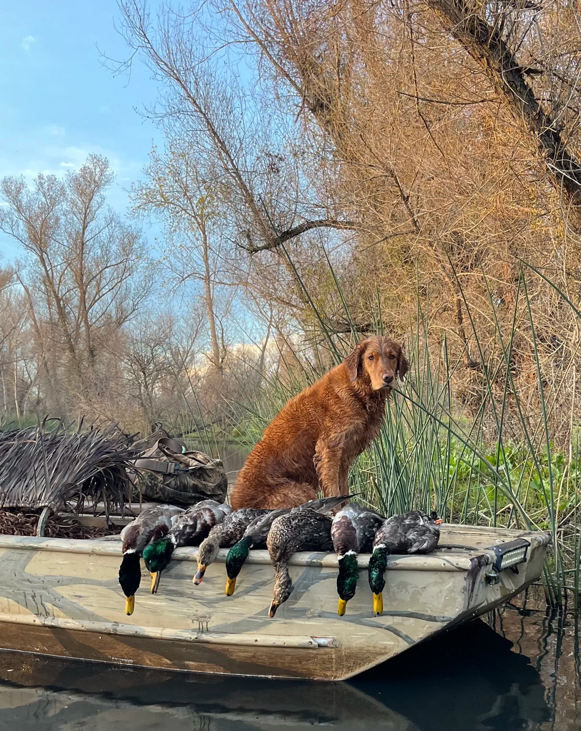 Are Golden Retrievers Good Hunting Dogs?