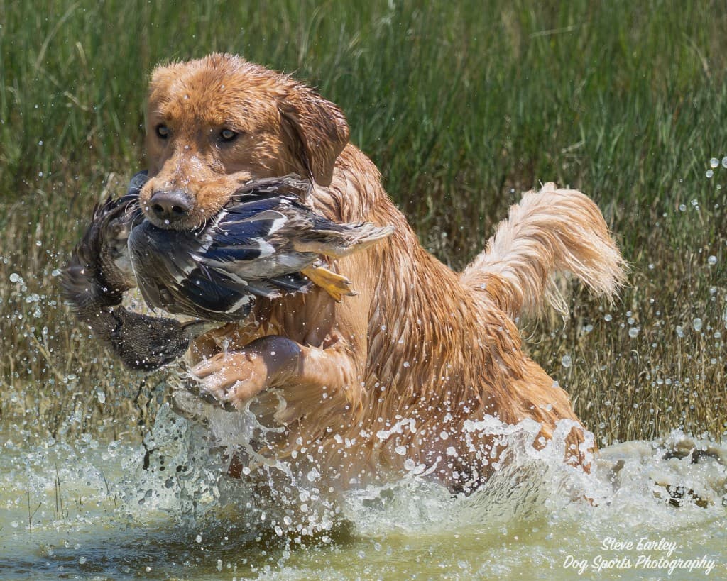 A field-bred Golden Retriever retrieving a duck through marsh water, photographed by Steve Earley