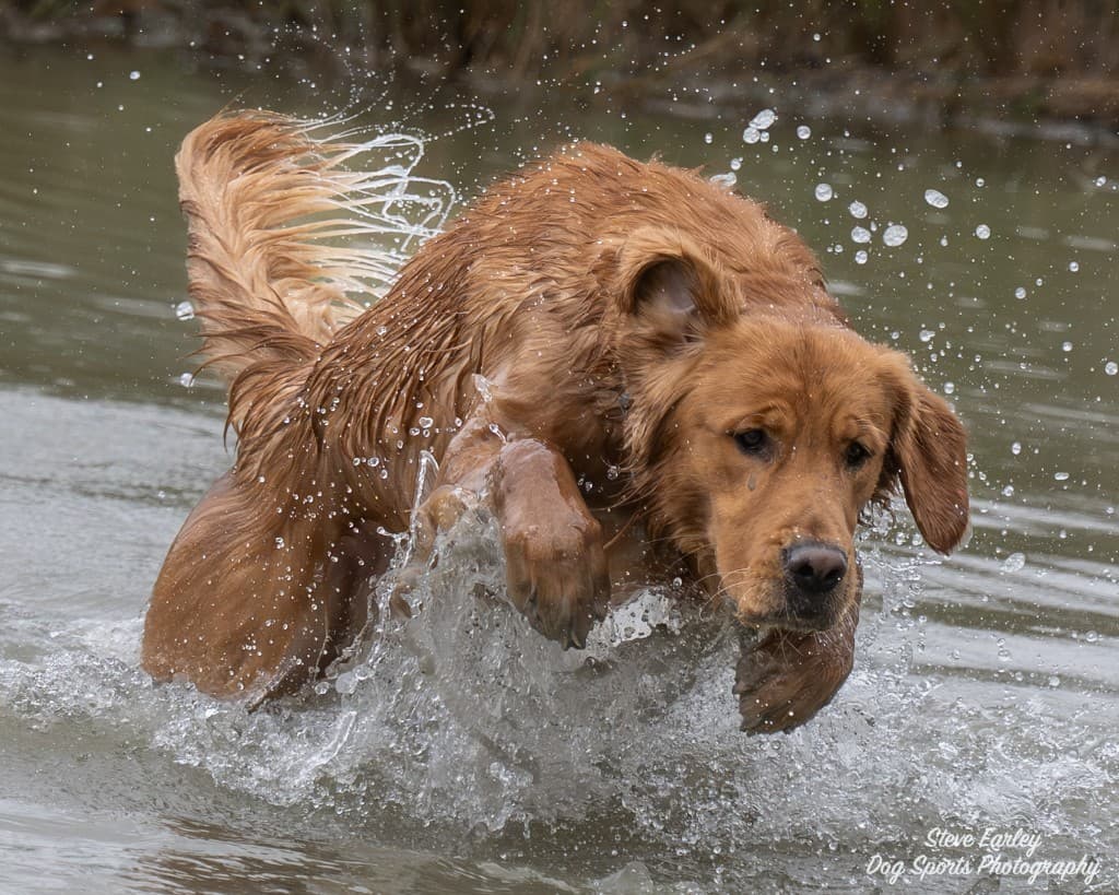 Riggs, a field-bred Golden Retriever, charging through water