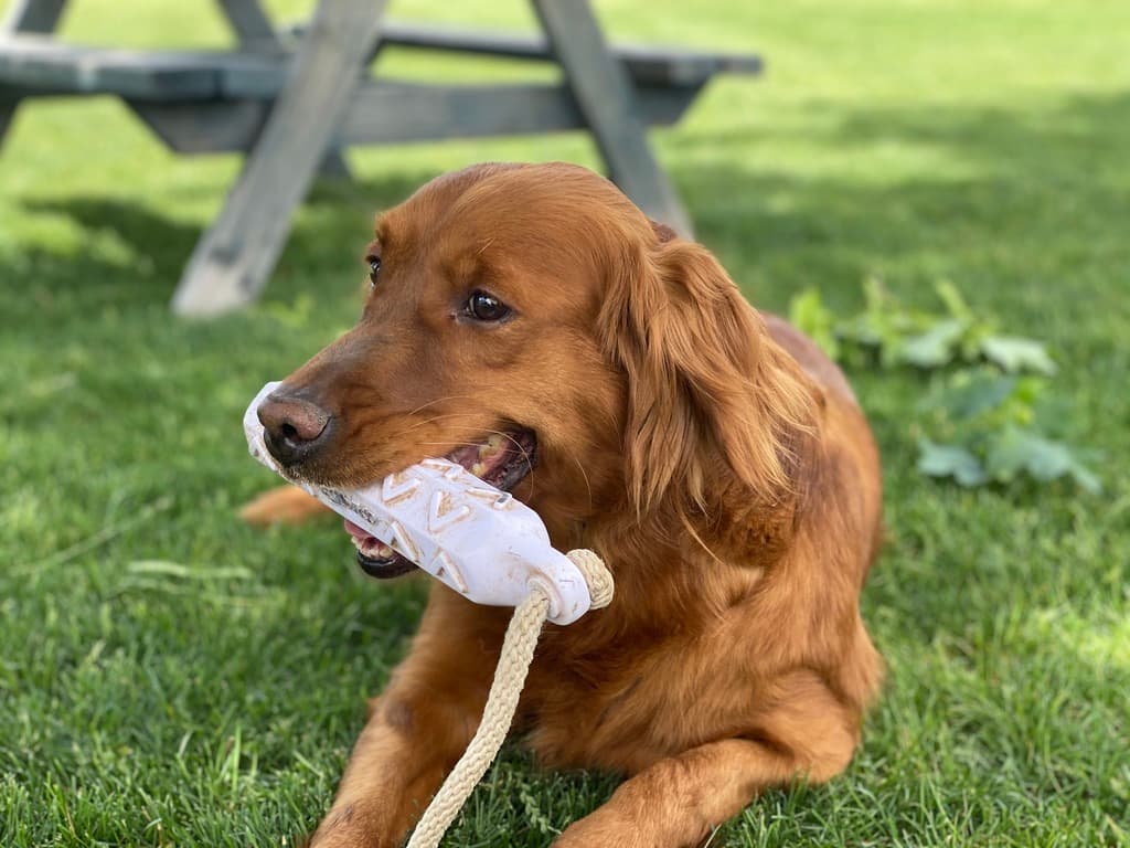 Birdie, a field-bred Golden Retriever, lying in the grass with her bumper