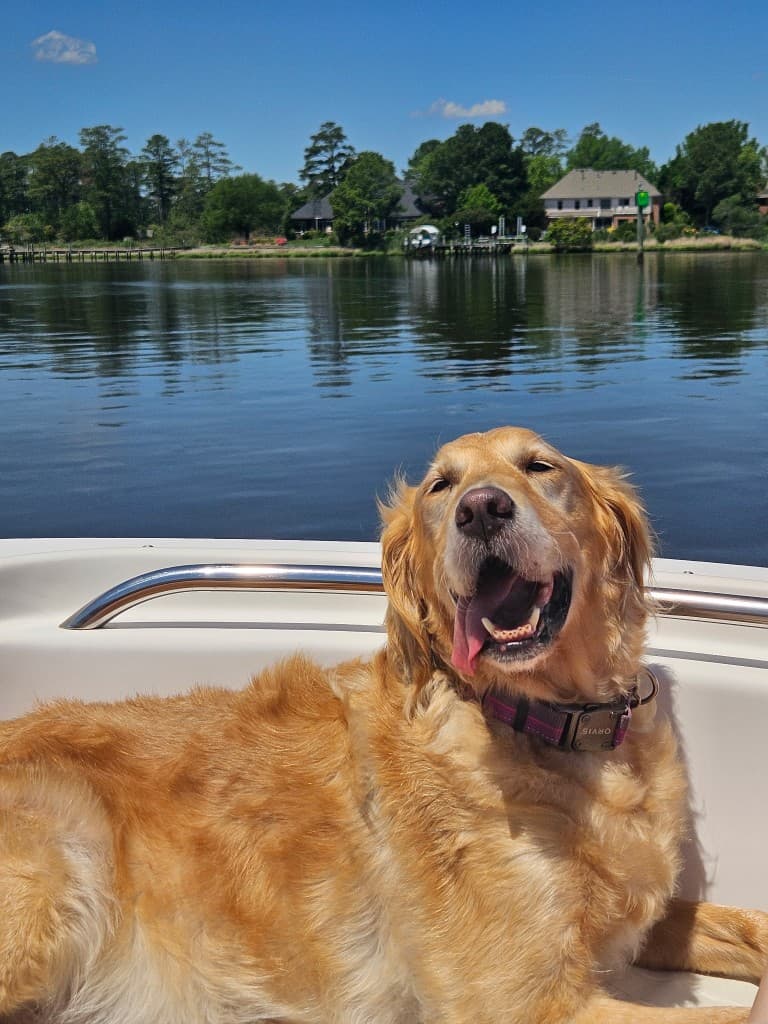 Reya, one of the foundation dogs of Field Bred Golden Retrievers, on the water