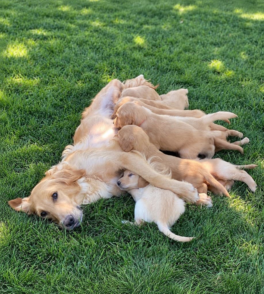Reya lying in the grass with a litter of Golden Retriever puppies