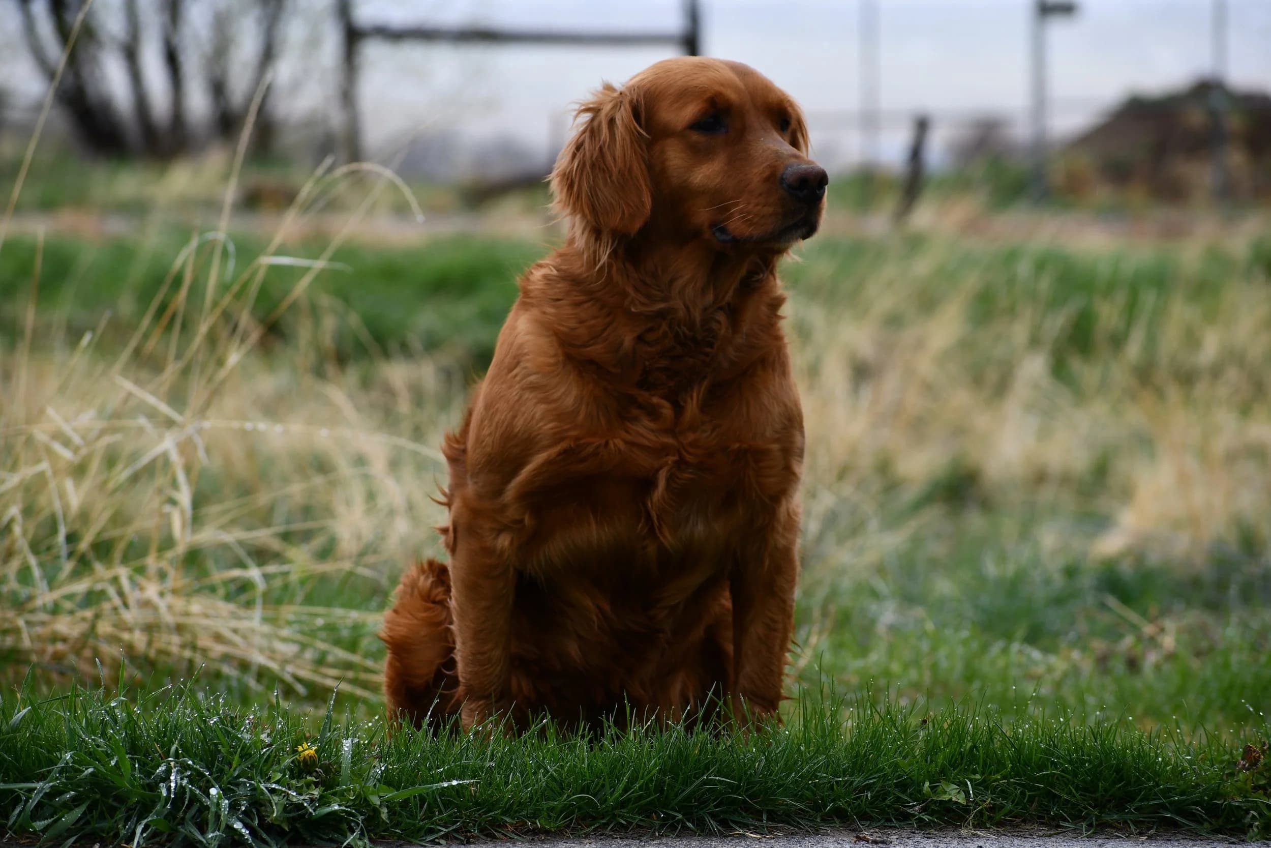 Hemangiosarcoma in Golden Retrievers