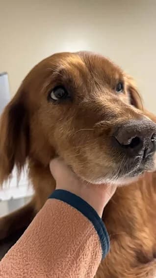 Field golden - splenic hemangiosarcoma
