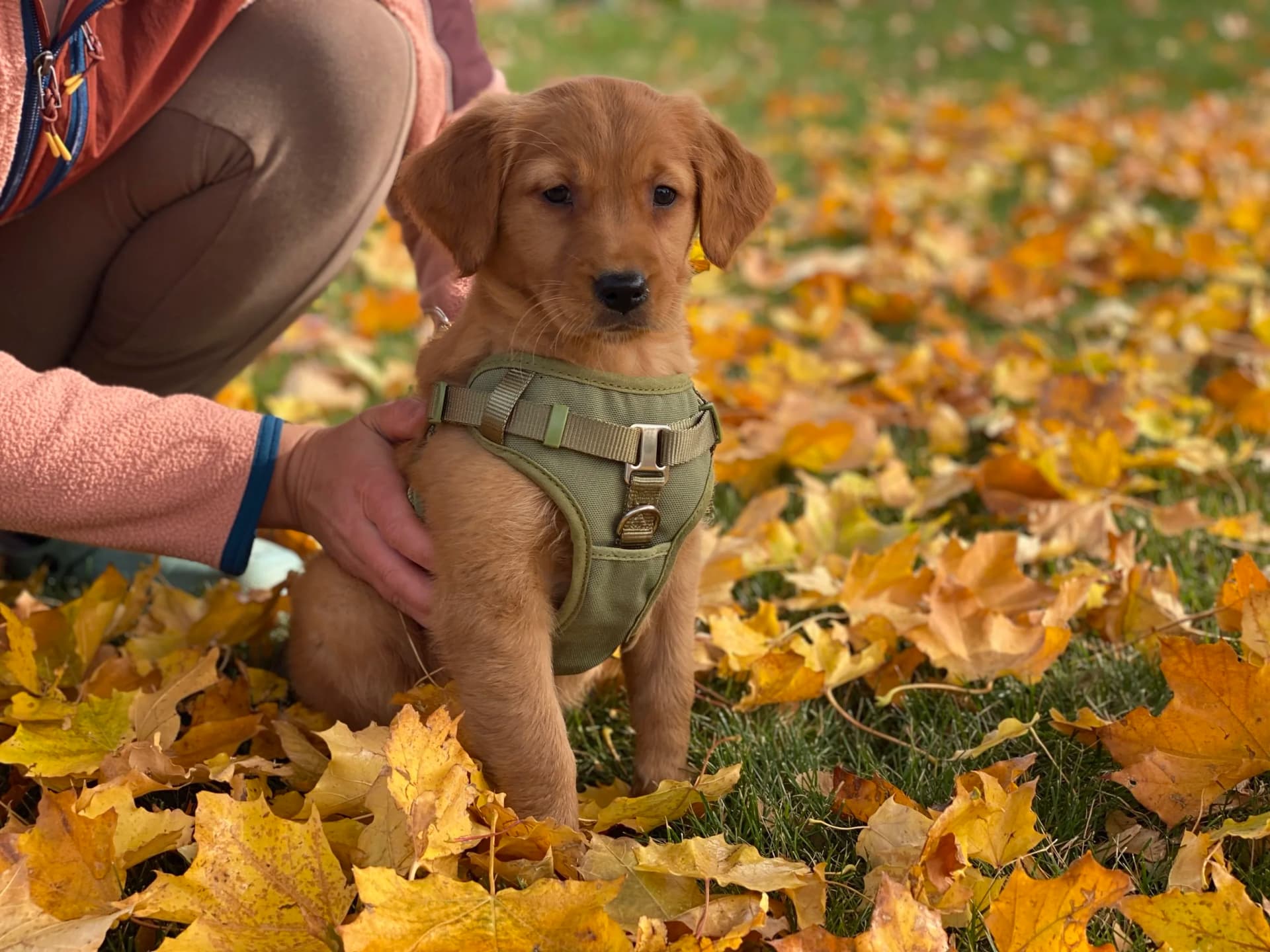How do you choose a golden retriever puppy