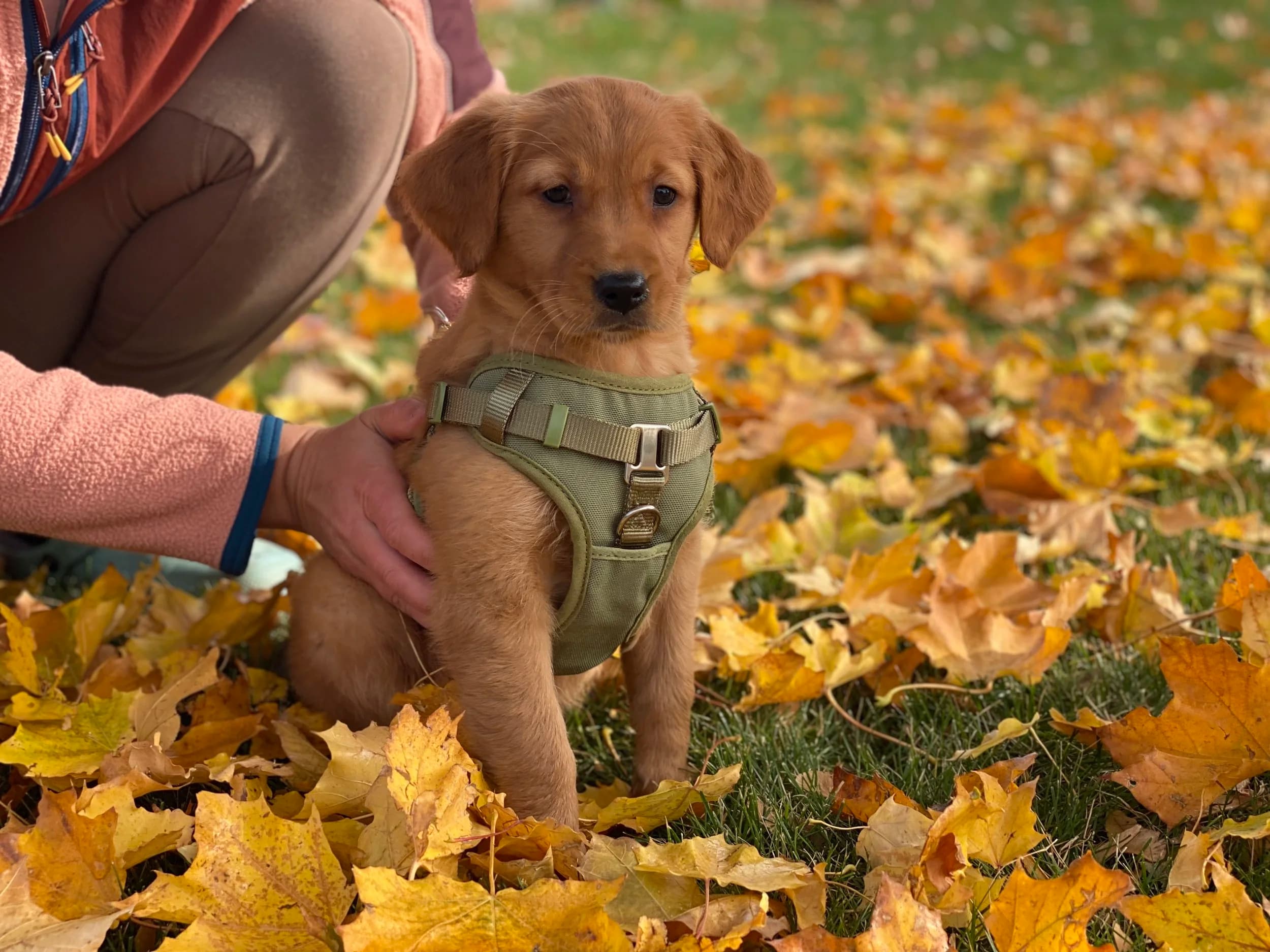 How do you choose a golden retriever puppy