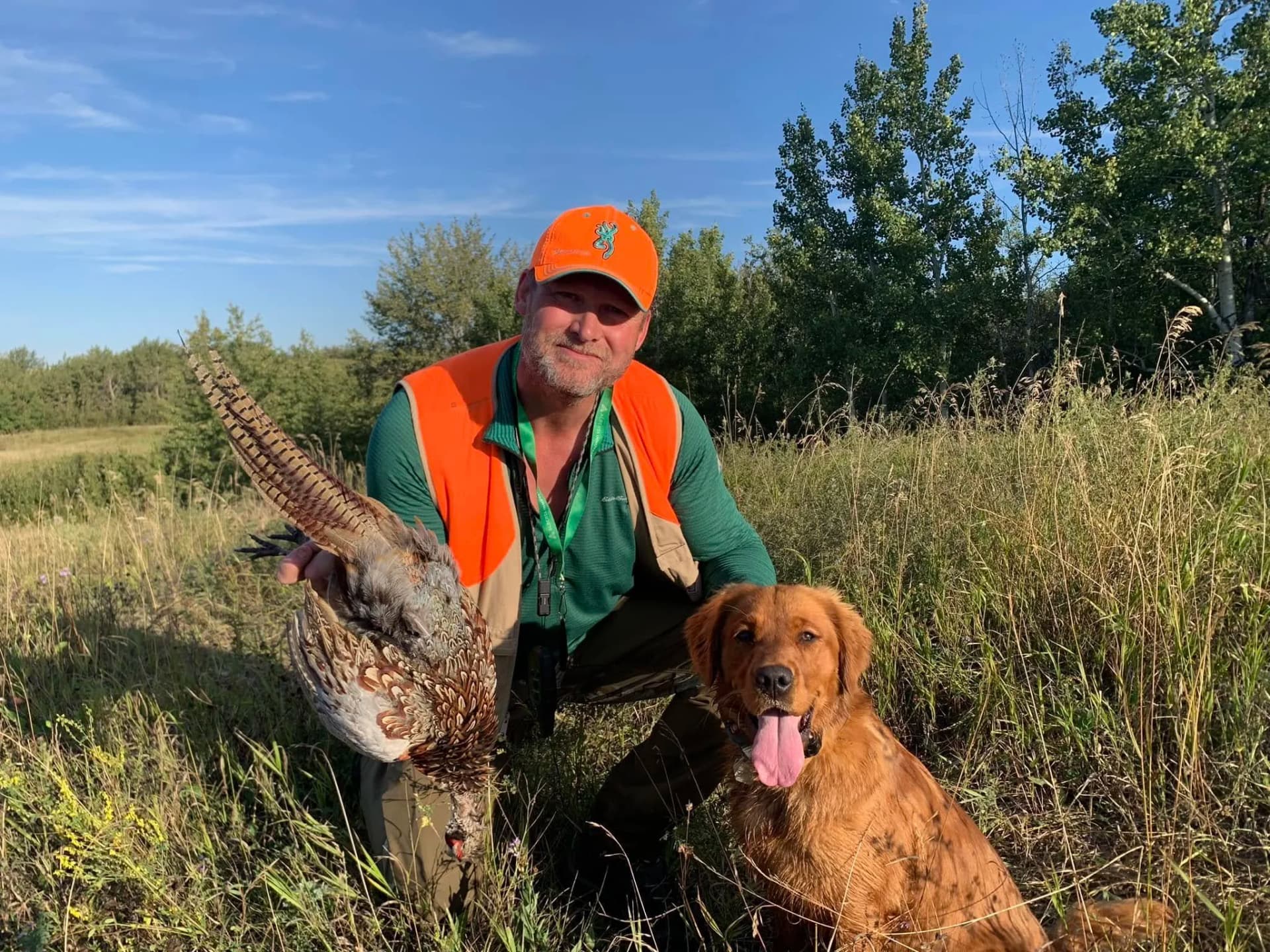 Golden retriever Lola hunting