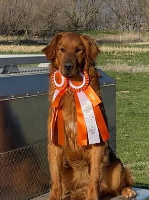 AKC hunt test golden retriever