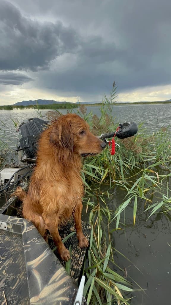 A wet field-bred Golden Retriever standing in a duck boat in the marsh
