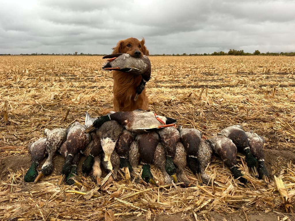 A field-bred Golden Retriever holding a mallard, standing behind a line of retrieved ducks in a harvested field