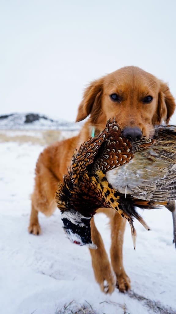 A field-bred Golden Retriever holding a pheasant in snow