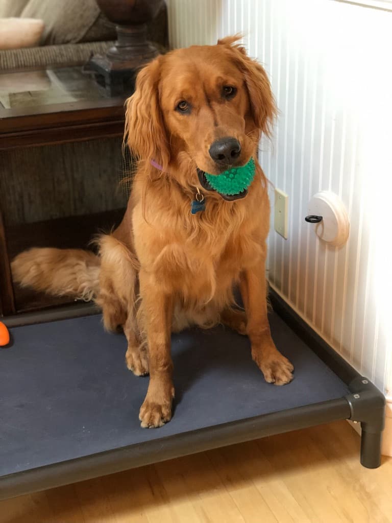 A Golden Retriever sitting on a place board at home with a green ball