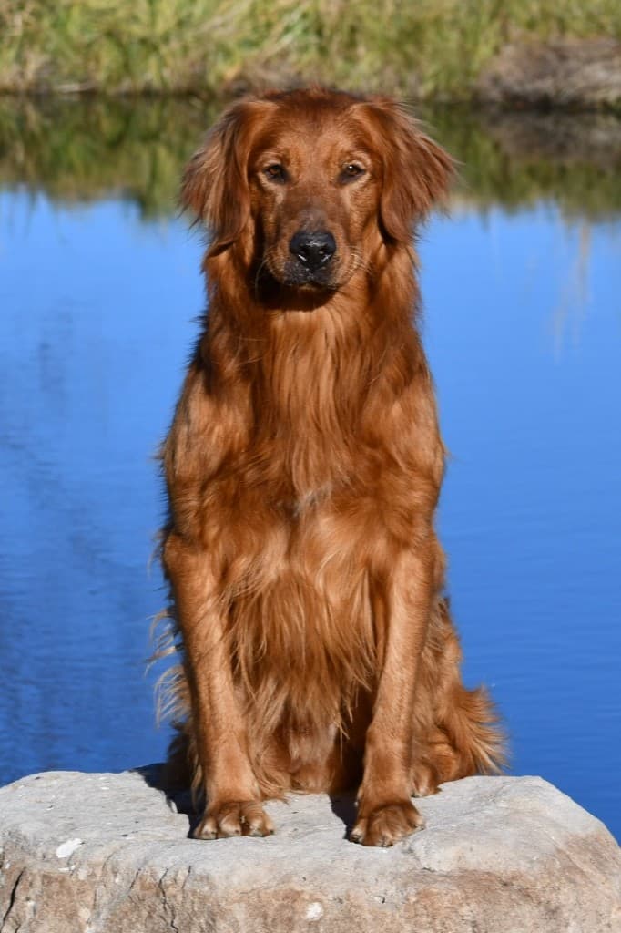 A lean field-bred Golden Retriever sitting on a rock by water