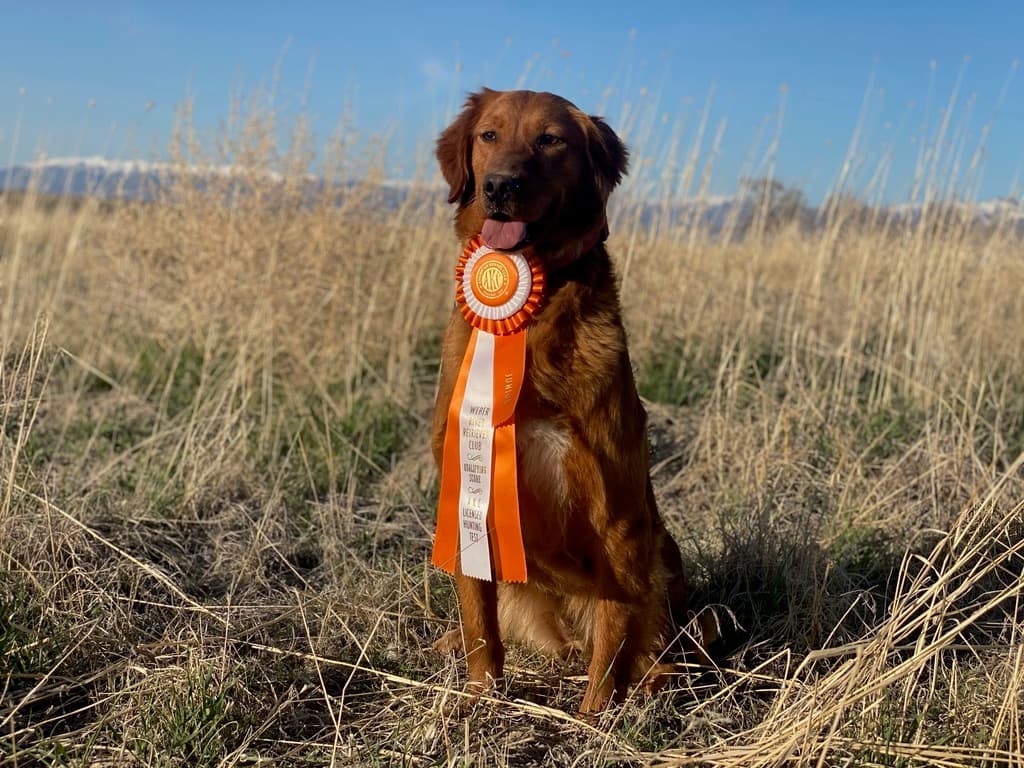 A field-bred Golden Retriever wearing a hunt test ribbon in dry grass