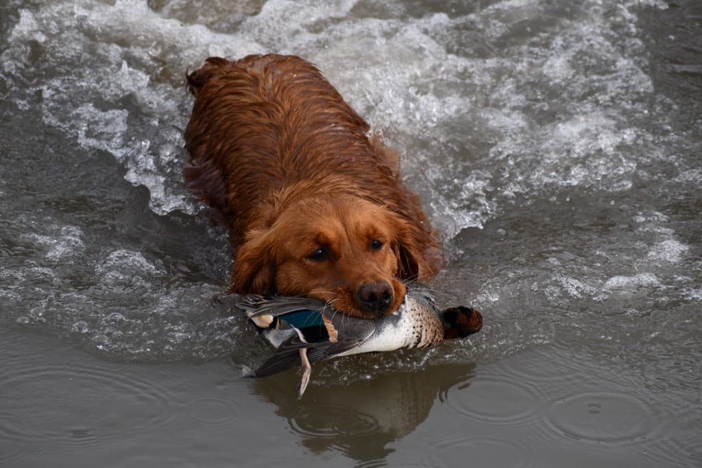 Things I Hate About Golden Retrievers (From Someone Who Loves the Breed)