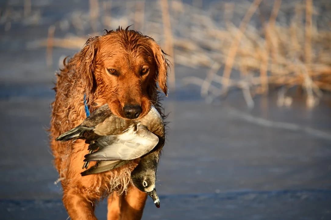 What Is a Field-Bred Golden Retriever?