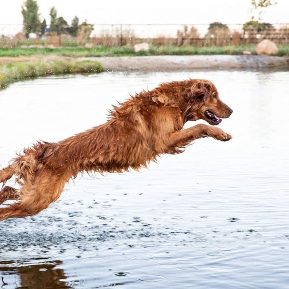 Boss leaping into water
