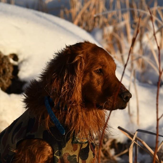 Boss in a hunting vest in the field