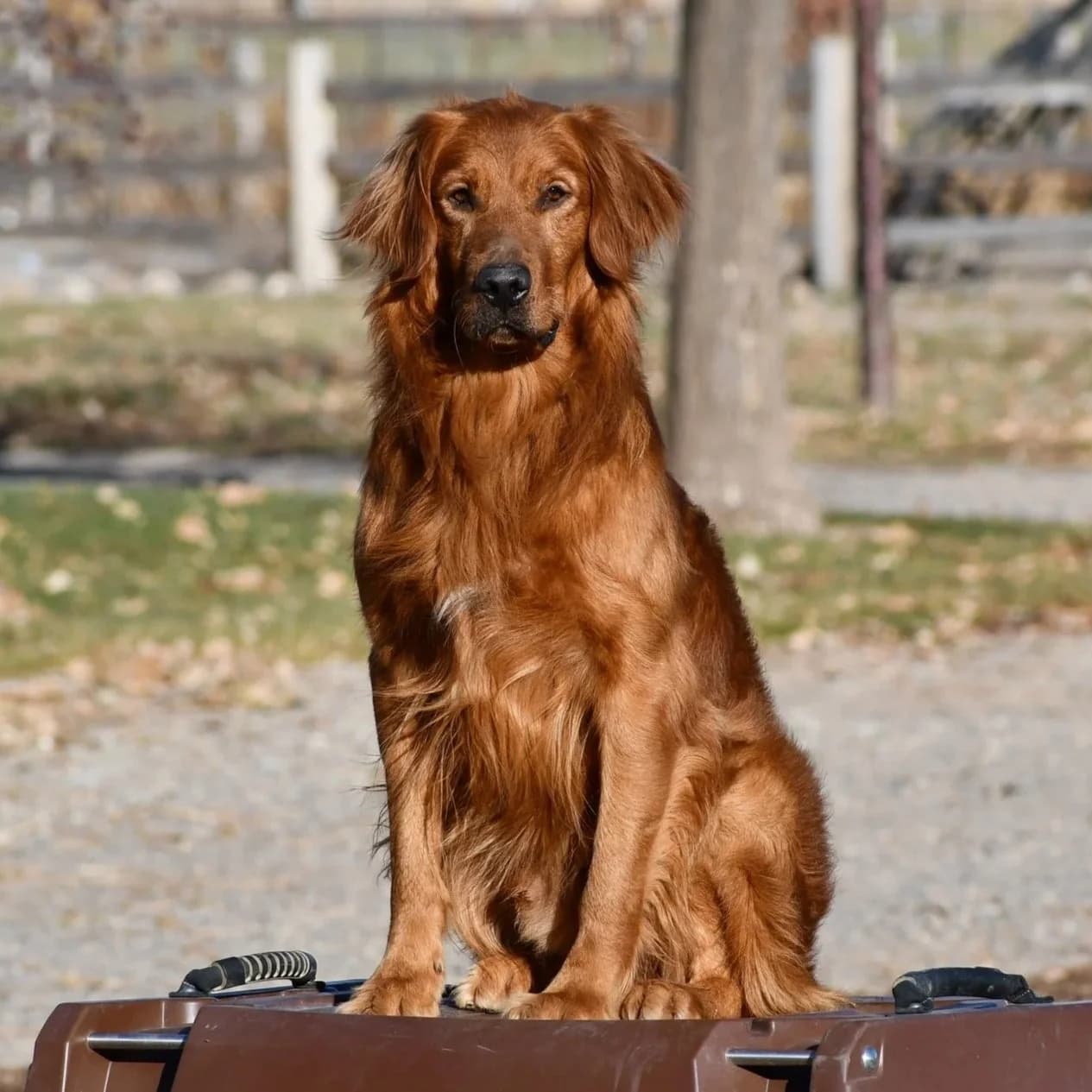 Boss — FBGR golden retriever