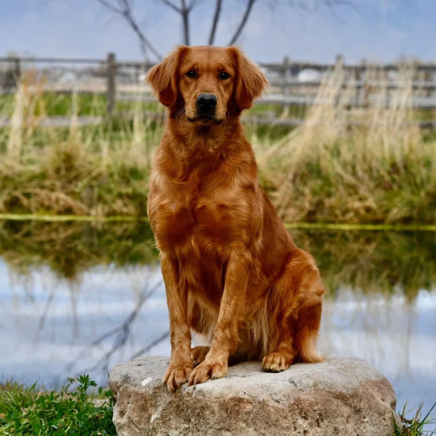 Covey — FBGR Hunting the Coveys, JH