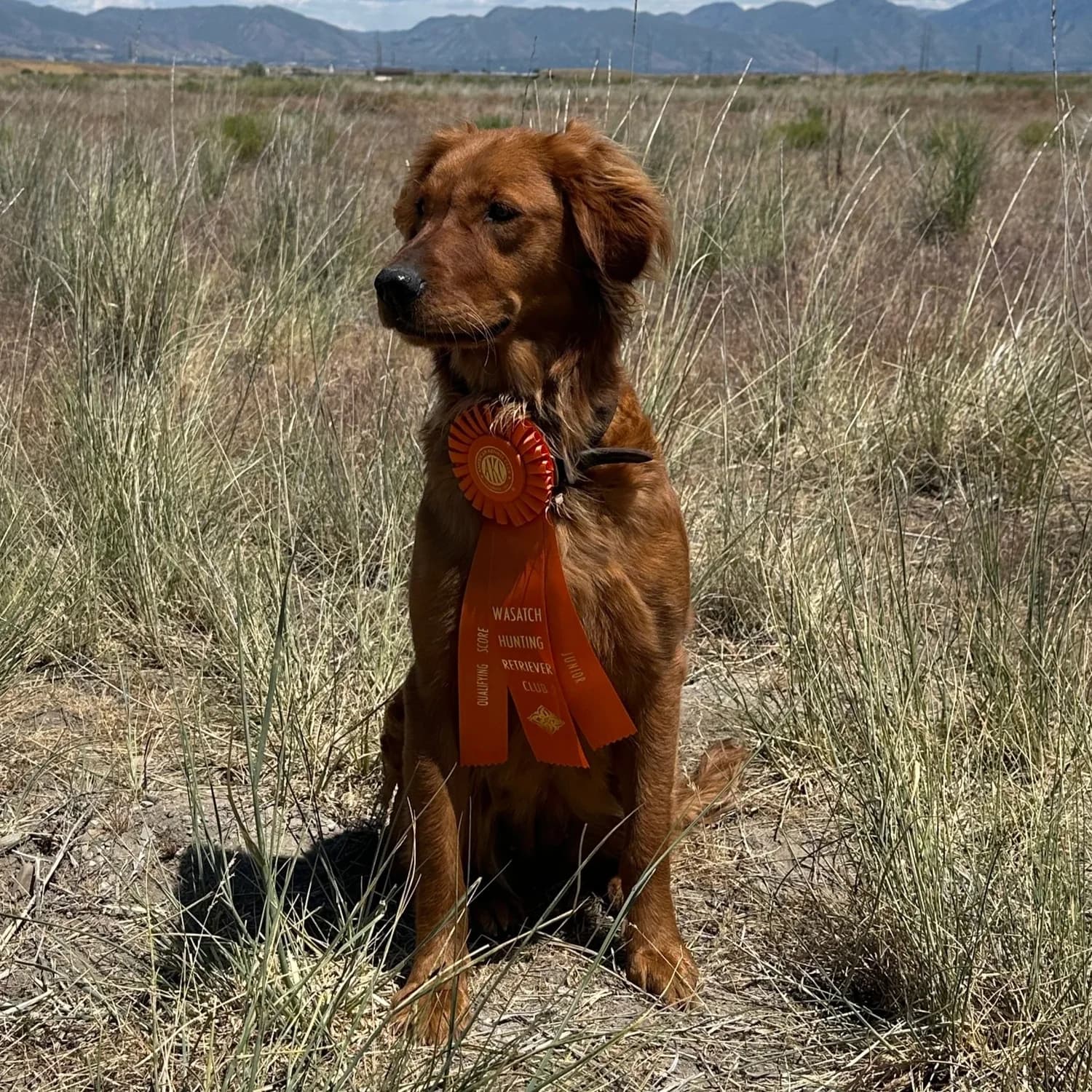 Golden retriever standing in a field