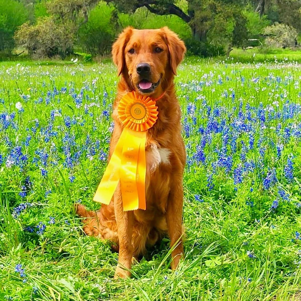 Rusty — sire