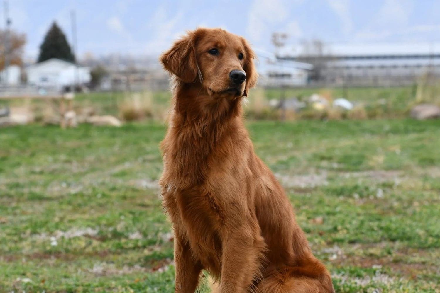 Ticket — FBGR sire
