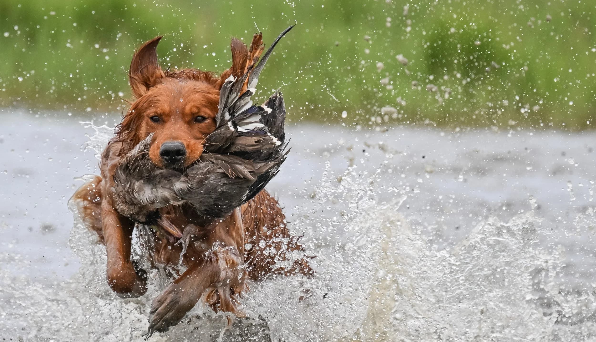 Field bred golden retriever retrieving a duck from water