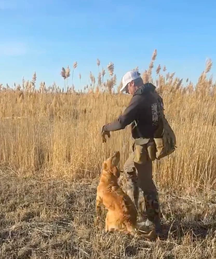 Tyce Erickson training a field bred golden retriever