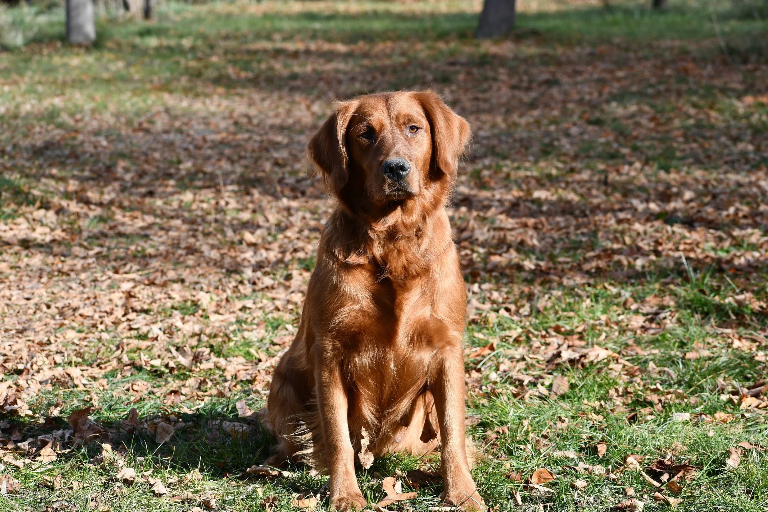 Bailey — FBGR golden retriever