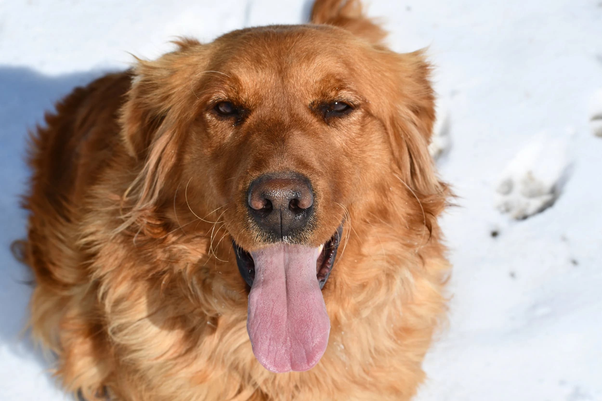Bizzy — FBGR golden retriever
