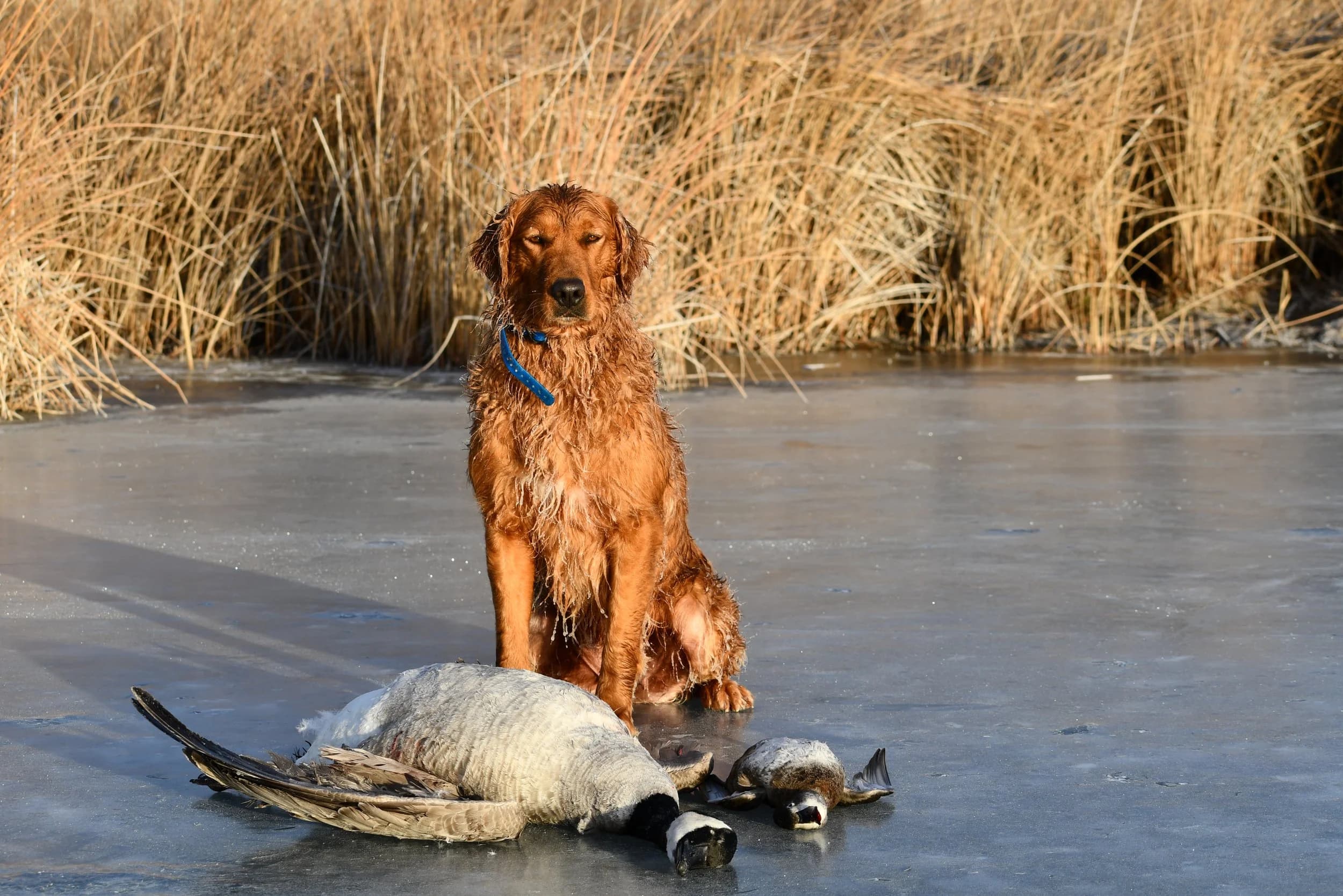 CeCe — FBGR golden retriever