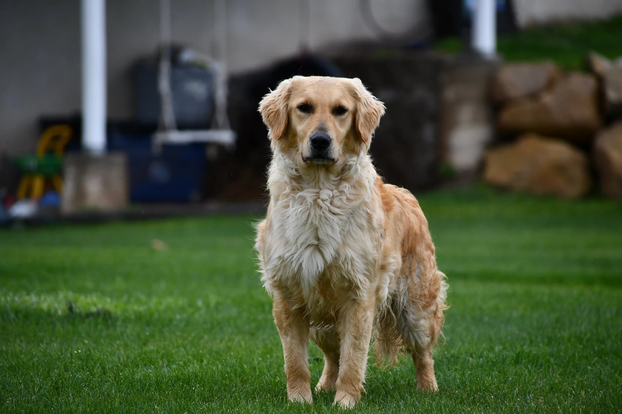 Reya — FBGR golden retriever