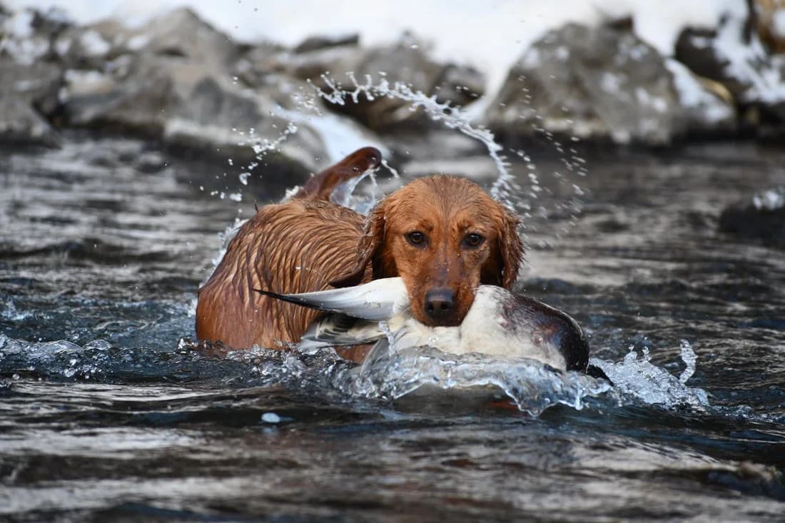 Swallow — FBGR golden retriever
