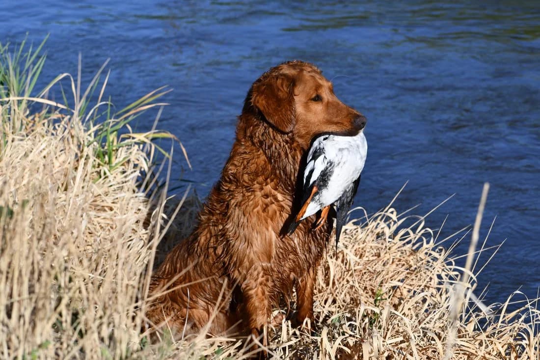 Trip — FBGR golden retriever