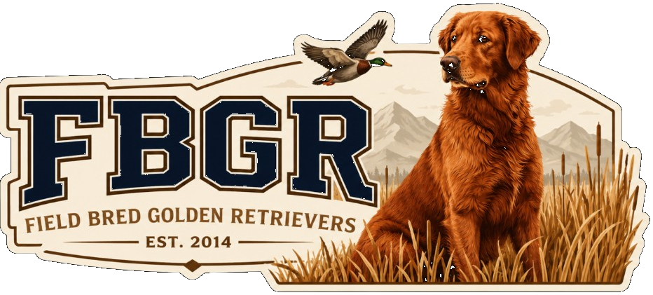 Field Bred Golden Retrievers