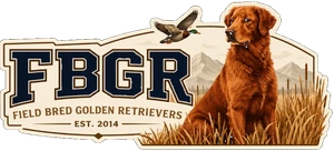 Field Bred Golden Retrievers